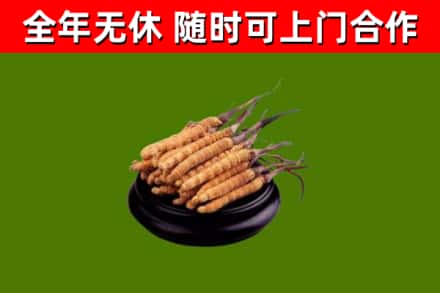 维西县烟酒回收冬虫夏草.jpg