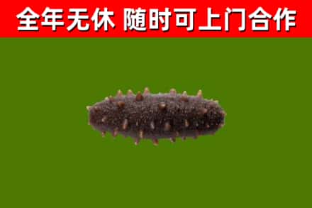 维西县烟酒回收干海参.jpg